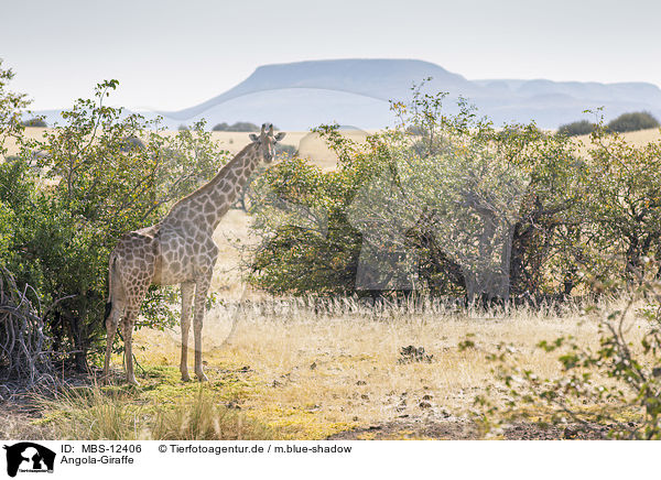 Angola-Giraffe / MBS-12406