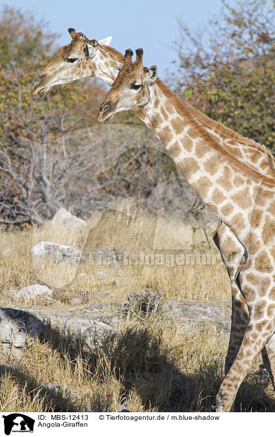 Angola-Giraffen / MBS-12413