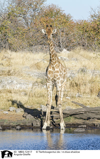 Angola-Giraffe / MBS-12417