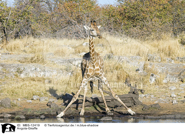 Angola-Giraffe / MBS-12419