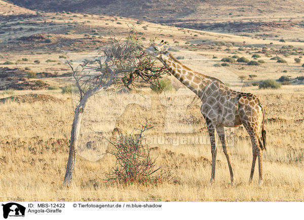 Angola-Giraffe / MBS-12422