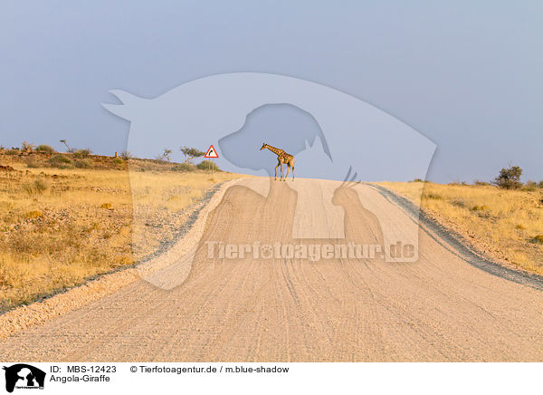 Angola-Giraffe / Angola Giraffe / MBS-12423