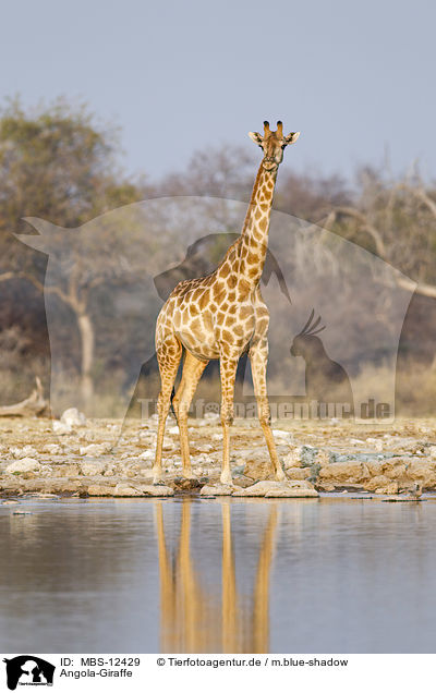 Angola-Giraffe / Angola Giraffe / MBS-12429