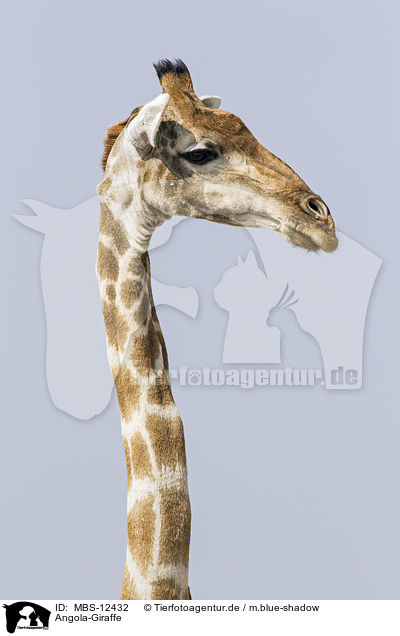 Angola-Giraffe / Angola Giraffe / MBS-12432