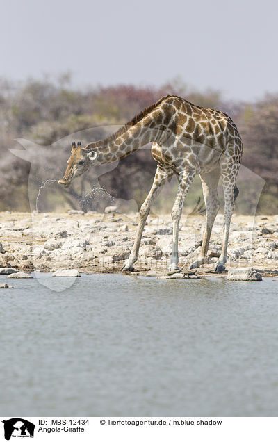 Angola-Giraffe / Angola Giraffe / MBS-12434