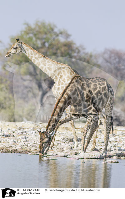 Angola-Giraffen / Angola Giraffes / MBS-12440