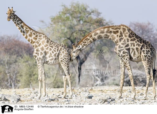 Angola-Giraffen / Angola Giraffes / MBS-12446