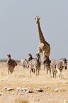 Angola-Giraffe und Zebras