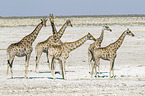 Angola-Giraffen