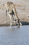 Angola-Giraffe