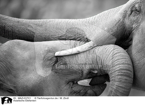 Asiatische Elefanten / MAZ-03701