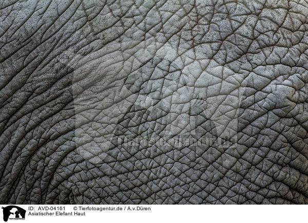 Asiatischer Elefant Haut / AVD-04161