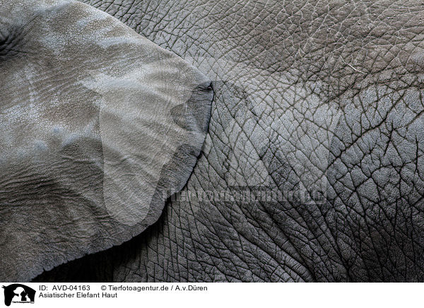 Asiatischer Elefant Haut / AVD-04163