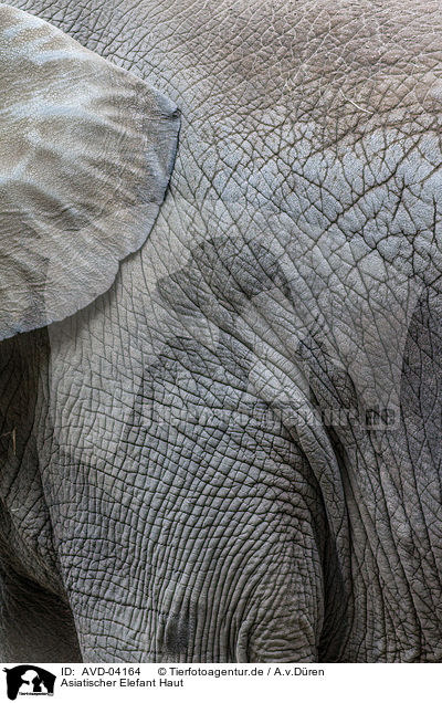 Asiatischer Elefant Haut / AVD-04164