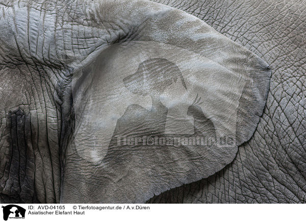 Asiatischer Elefant Haut / AVD-04165