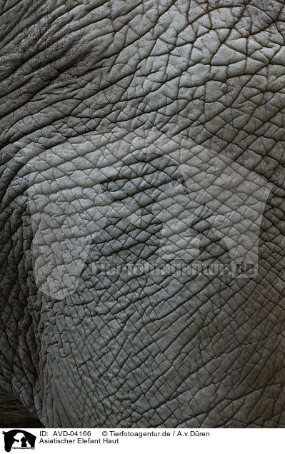 Asiatischer Elefant Haut / AVD-04166