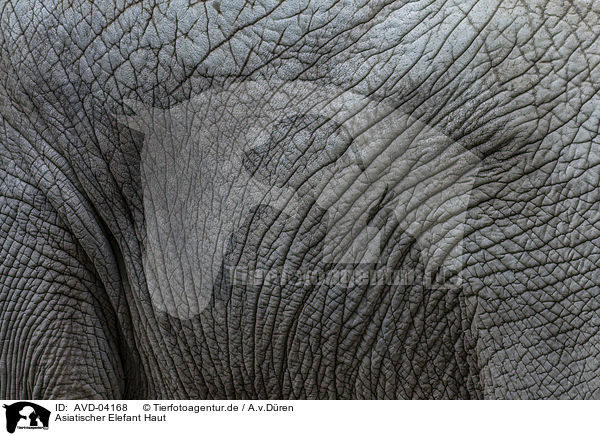 Asiatischer Elefant Haut / AVD-04168