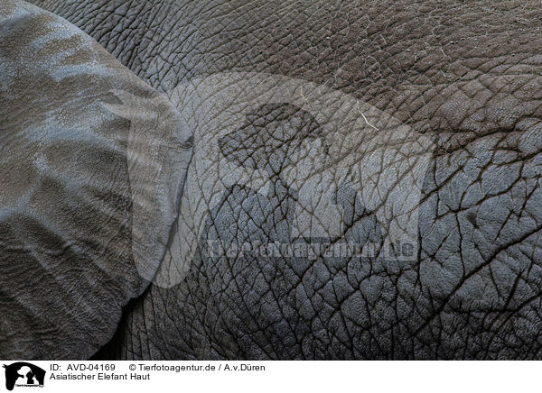 Asiatischer Elefant Haut / AVD-04169