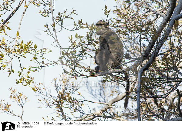 Brenpavian / cape baboon / MBS-11659