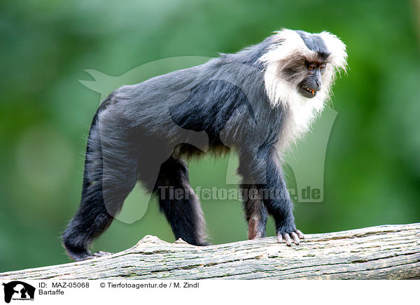 Bartaffe / liontail macaque / MAZ-05068