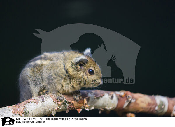 Baumstreifenhrnchen / Asiatic striped squirrel / PW-15174