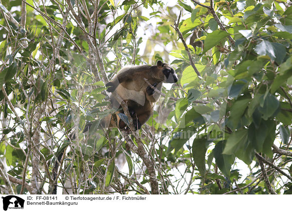 Bennett-Baumknguru / Bennett's tree-kangaroo / FF-08141