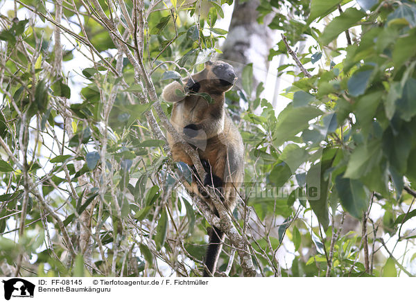 Bennett-Baumknguru / Bennett's tree-kangaroo / FF-08145