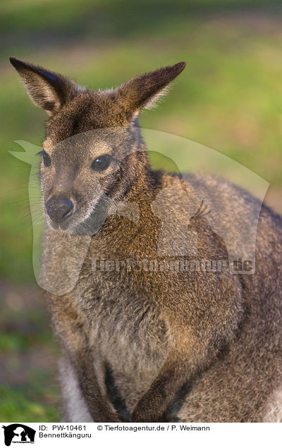 Bennettknguru / English Red-necked Wallaby / PW-10461