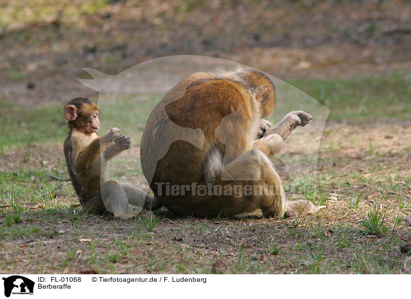 Berberaffe / barbary ape / FL-01068