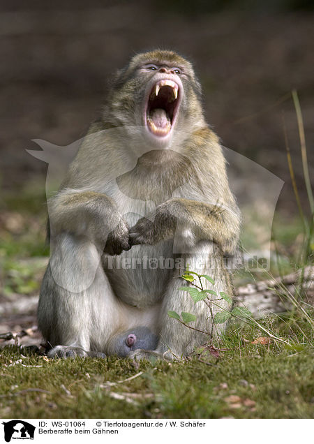 Berberaffe beim Ghnen / gaping barbary ape / WS-01064