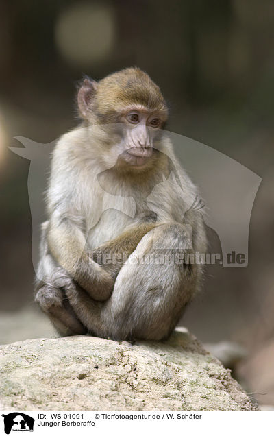 Junger Berberaffe / barbary ape / WS-01091