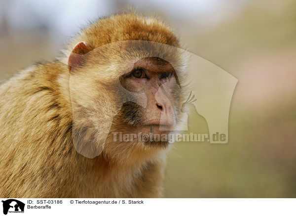 Berberaffe / barbary ape / SST-03186