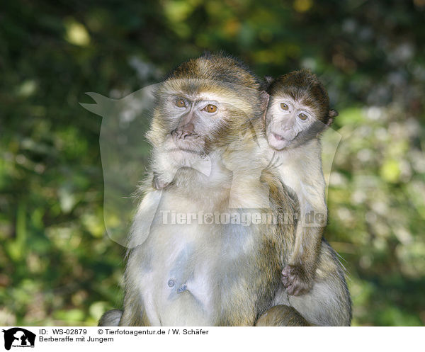 Berberaffe mit Jungem / barbary apes / WS-02879