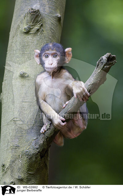 junger Berberaffe / young barbary ape / WS-02882