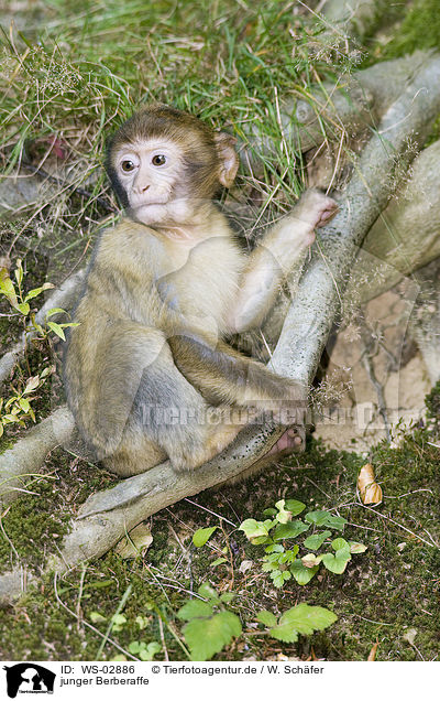 junger Berberaffe / young barbary ape / WS-02886