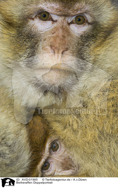 Berberaffen Doppelportrait / barbary apes portrait / AVD-01985