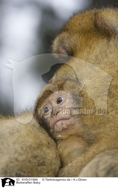 Berberaffen Baby / barbary ape baby / AVD-01988