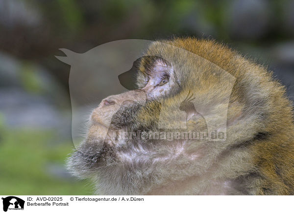 Berberaffe Portrait / barbary ape portrait / AVD-02025