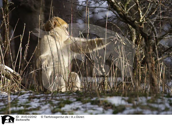 Berberaffe / barbary ape / AVD-02042