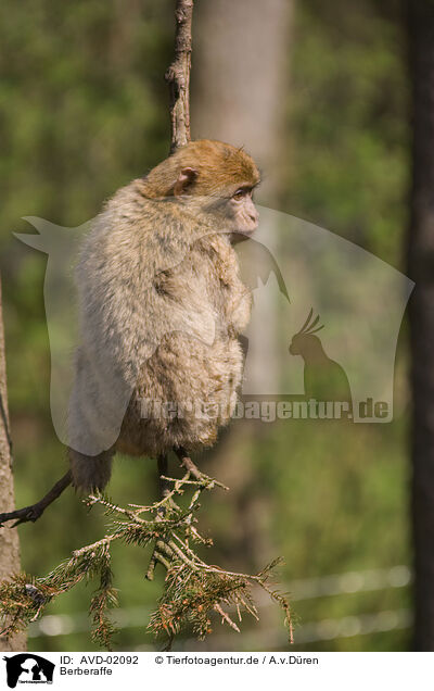 Berberaffe / barbary ape / AVD-02092