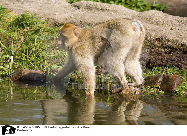 Berberaffe / barbary ape / AVD-02105