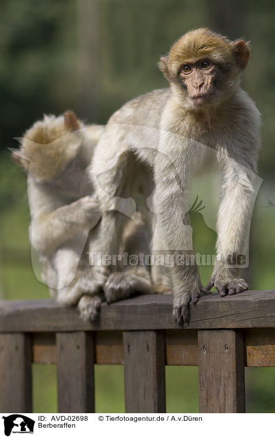 Berberaffen / barbary apes / AVD-02698