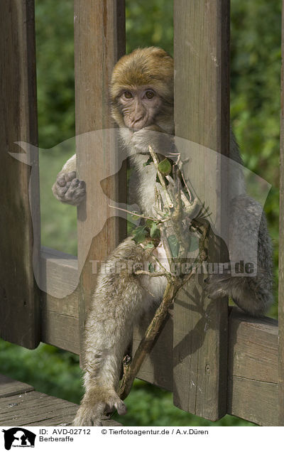 Berberaffe / barbary ape / AVD-02712