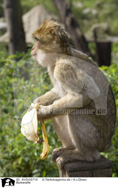 Berberaffe / barbary ape / AVD-02714