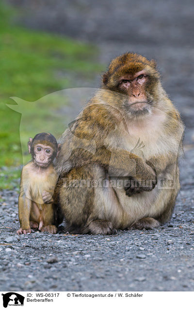 Berberaffen / barbary apes / WS-06317