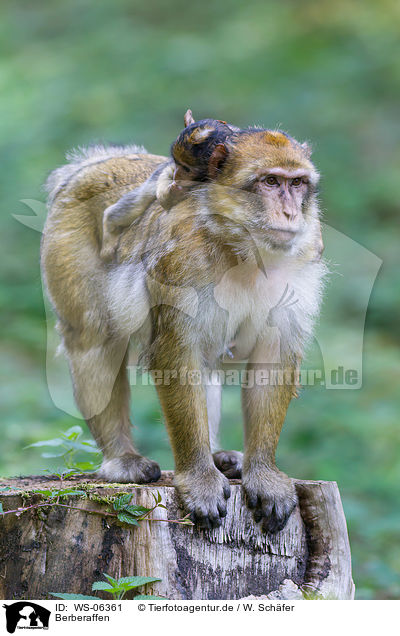 Berberaffen / barbary apes / WS-06361