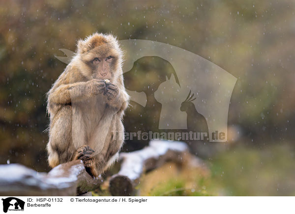 Berberaffe / Barbary Ape / HSP-01132