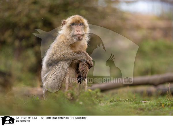 Berberaffe / Barbary Ape / HSP-01133