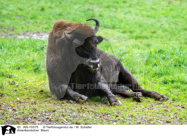 Amerikanischer  Bison / American bison / WS-10575