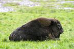 Amerikanischer  Bison
